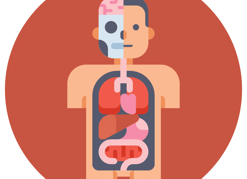 Stomach & Liver Issues